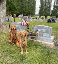 two golden retrievers standing in front of a gravestone