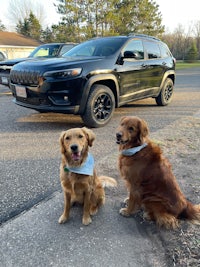 two golden retrievers in front of a black jeep
