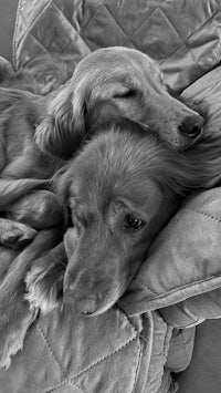 a black and white photo of two dogs laying on a couch