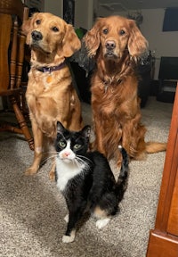 three dogs and a cat in a living room